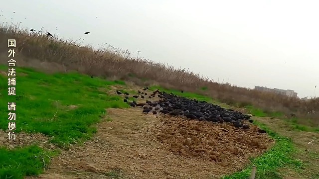 椋鸟是蝗虫克星，草原的宝贝！