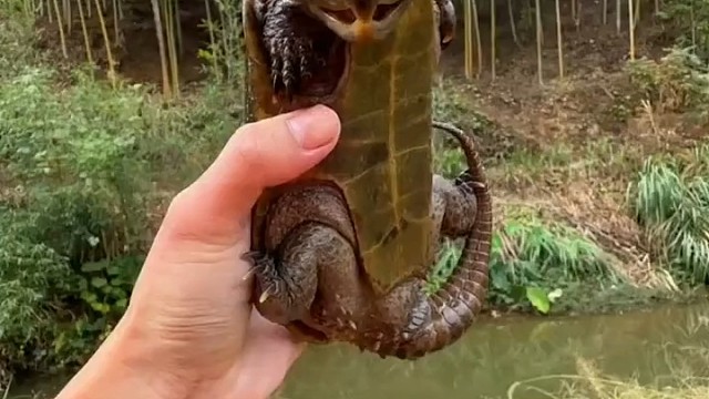 第一次见龟有这么大的头[nianyu]