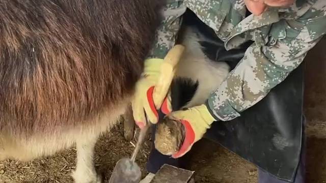 爱护动物，给毛驴修蹄，师傅锋利的铲刀像切菜一样，很解压