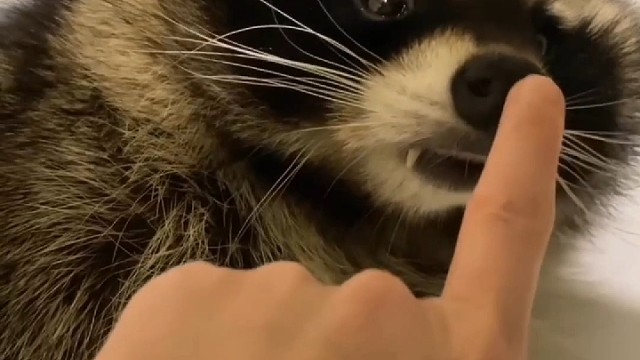 小浣熊会不会咬人？