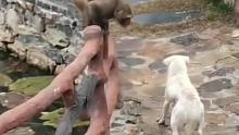 猴哥挑衅狗子被制裁了