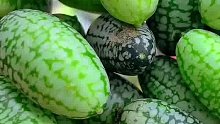 只有拇指大小的西瓜你吃过吗