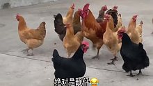 全村最靓的鸡