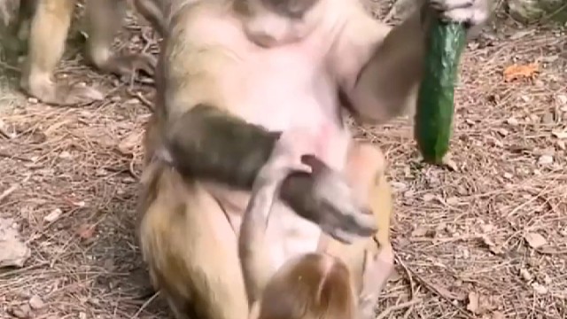 金丝猴也是猴子呀，金丝猴就不这样对待孩子