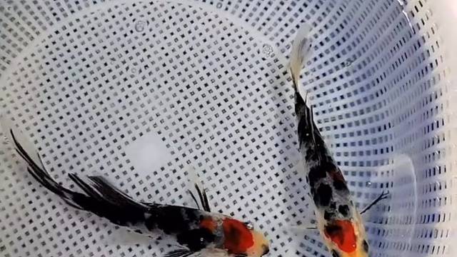 重墨鸡血红单顶三色#观赏鱼#萌宠#水族#大正三色