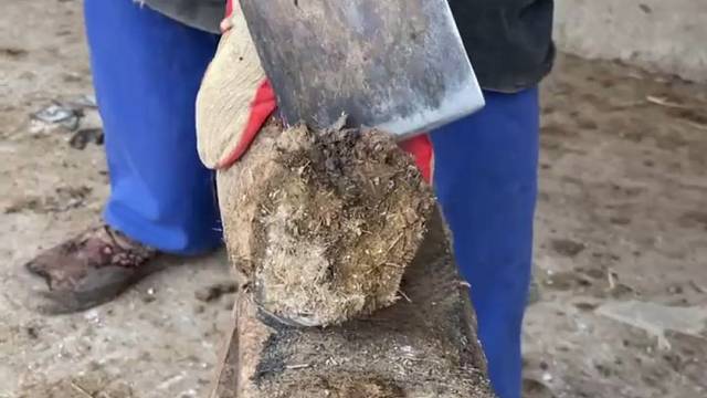 乡村手艺人给毛驴修蹄，锋利的大刀切驴蹄像切土豆片一样，嚓嚓的声音非常解压