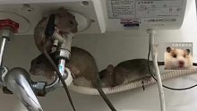女子清理房屋时，发现三只老鼠爬上热水器不知所措