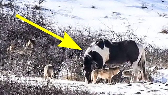 5头野狼围攻一匹马，下一幕连狼都看傻眼了！