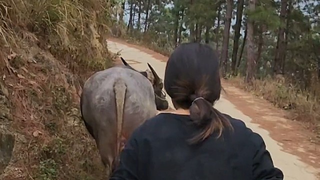 走背你回家#突然好想去放牛