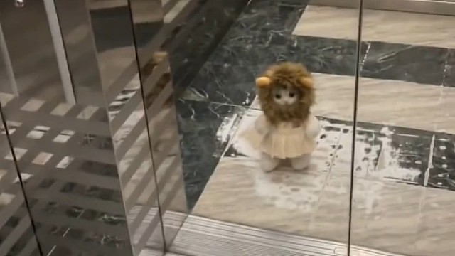 电梯里遇到的奇怪猫猫