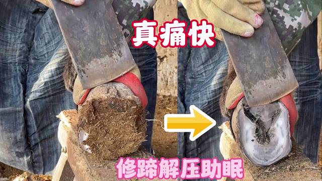 修蹄师傅力气很大，切驴蹄毫不费劲，手法干净利索，看着轻松解压