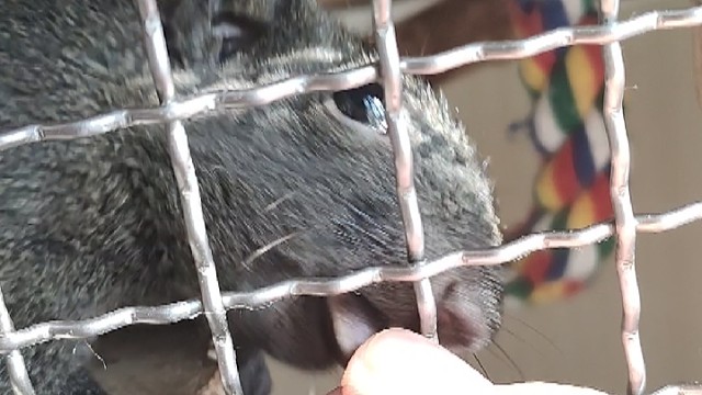 鼠鼠我喜欢吃松子捏