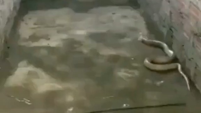 还顺便保护了邻居的孩子[允悲]