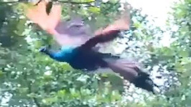 点赞这只飞翔的孔雀，接下来三天你会收到好消息