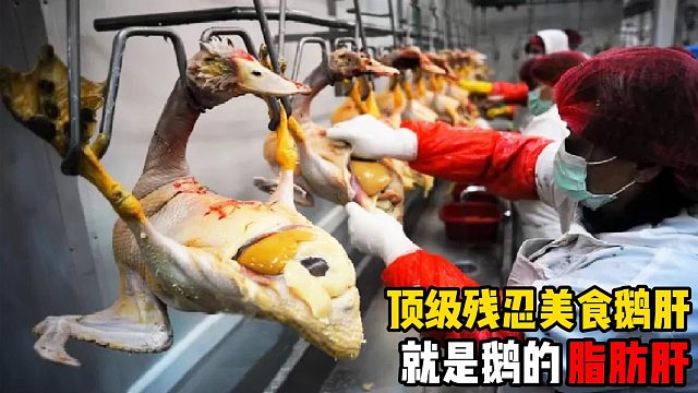 世界顶级“残忍”美食，看完鹅肝的喂食过程，你还吃得下吗？