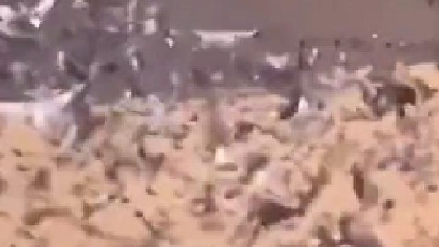 装卸撒下去的都够这些鸽子吃很久的了