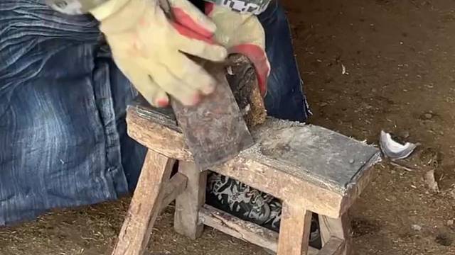 手艺人给毛驴修蹄，快刀斩乱麻，看着轻松解压