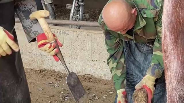 老师傅给毛驴美甲，毛驴很配合，师傅手法干脆利落，过程很解压