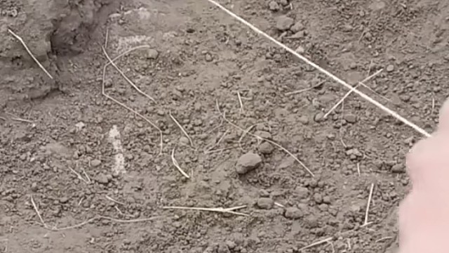 萌萌的兔子[哈哈]