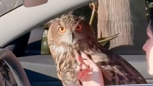 猫头鹰回家后总是调皮捣蛋