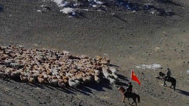 超解压！民警护送牧民万头牛羊转场