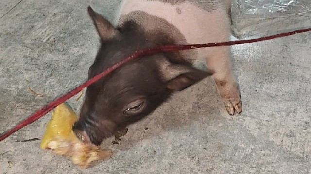 二师兄啃鸡屁股