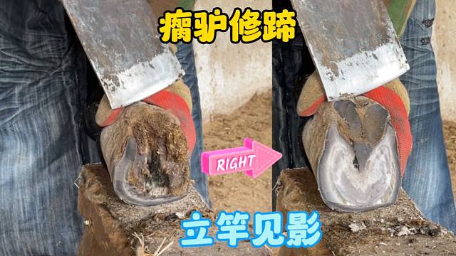 毛驴走路一瘸一拐，师傅给它修完蹄跑得飞快，真是立竿见影，解压