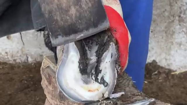 爱护动物，给毛驴修蹄子，像切椰子片一样，看着很解压