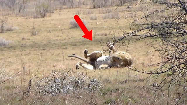 狮子小腿被毒蛇咬伤，下一秒直接陷入癫狂！