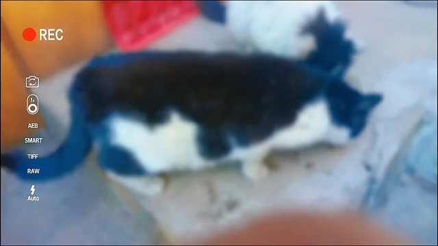 流浪猫夫妻都可以做到不离不弃，人呢