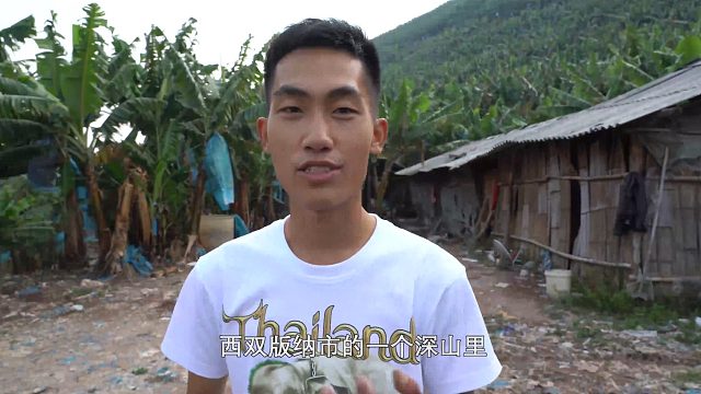 《探索兄弟》生活：前往云南香蕉种植基地，香蕉遍地烂在地里没人吃