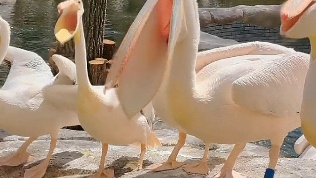 能看到嗓子眼儿的大嘴