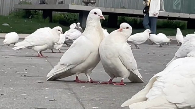 像不像你和你女朋友