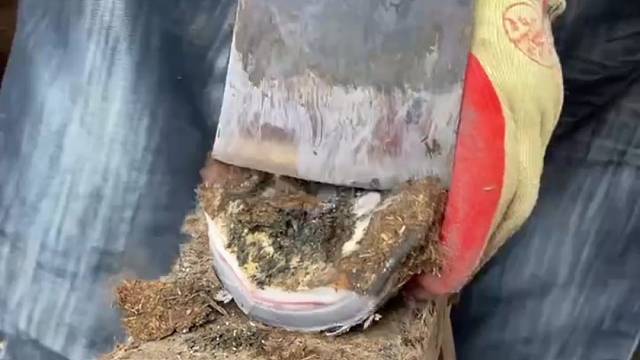 手艺人给毛驴做美甲，锋利的铲刀像切土豆，整个过程很解压