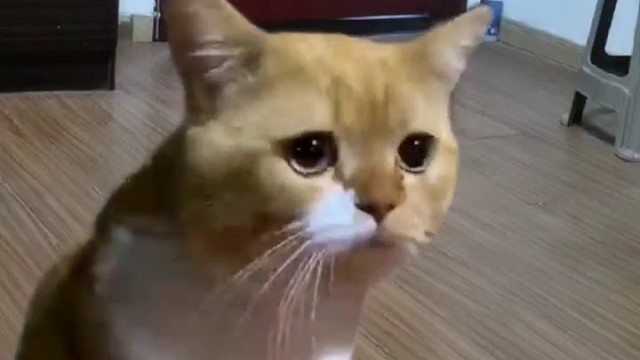 神经猫
