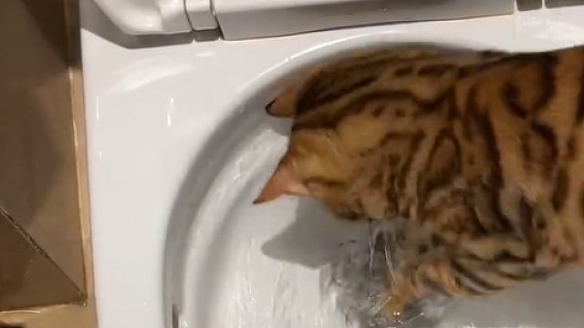 请问猫都这个样子吗？