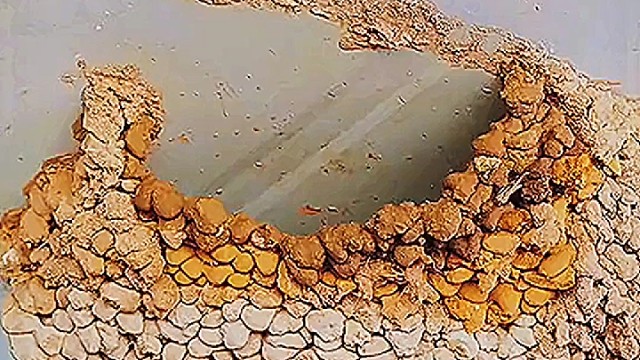 燕子垒窝过程，近距离看看
