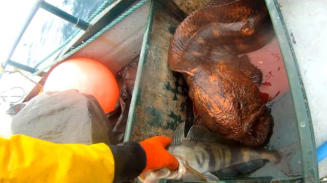 小伙以为捕到龙鱼，直呼发财了，同伴看后：龙你个大头鬼