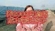 养2000只鹅的成本需要多少