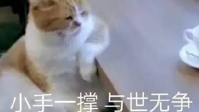 吸汤面-于世防守神月，反推，大道MG视角，附加故乡区九州防守倾城，观战讲解视角2