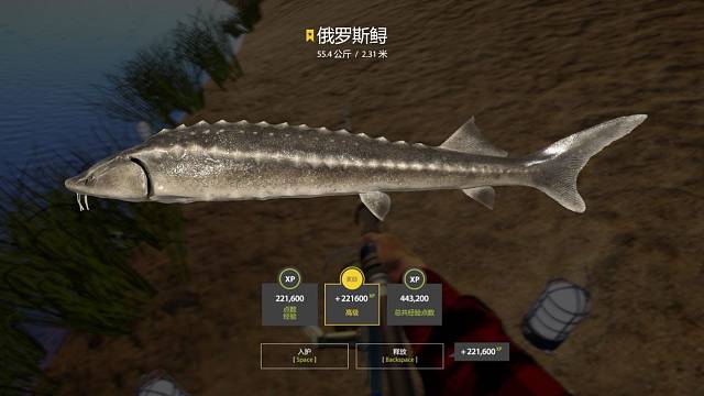 正在做梦的星毛鲟就稀里糊涂上岸了^_^