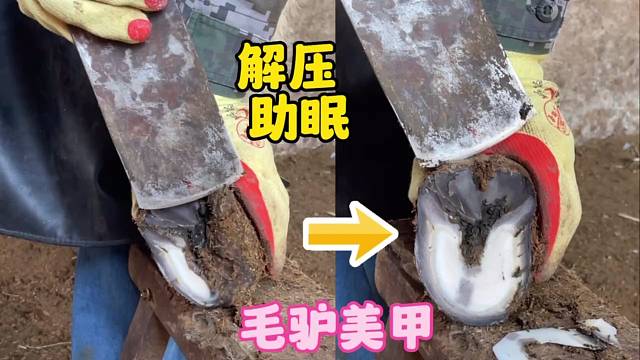 毛驴蹄子竖着长，再不修就快滚蹄了，修完蹄好看多了，过程很解压