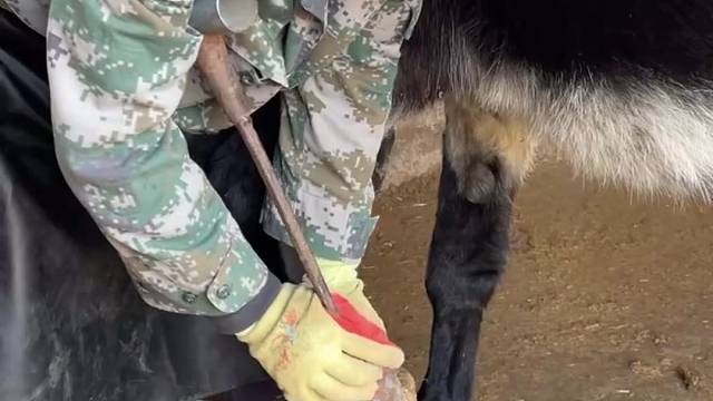爱护动物，手艺人给毛驴修蹄，这个场景现在很少看到了