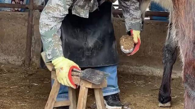 孙师傅修驴蹄干净利索，手起刀落，驴蹄修得快又好