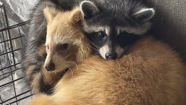 小熊孩子新家的第一天