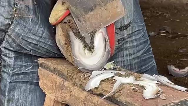 爱护动物，赵师傅给毛驴修蹄，大刀阔斧，干脆利落，非常解压