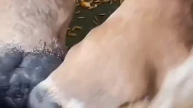 看成两个大爪子[黑线][