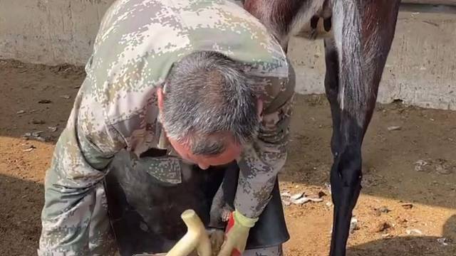 爱护动物，手艺人孙师傅给毛驴修蹄美甲，师傅手法娴熟，看着很减压