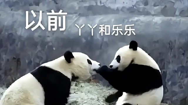 从前的丫宝、乐宝，​现在的丫宝