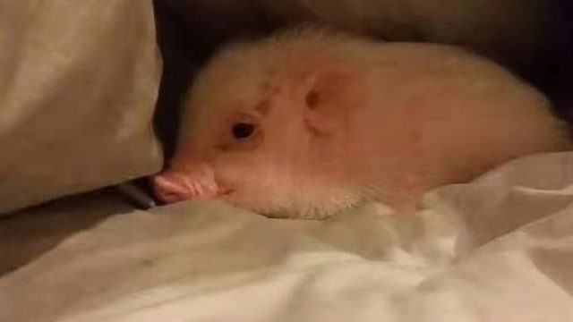 吸汤面-于世进攻纵横，大道MG视角